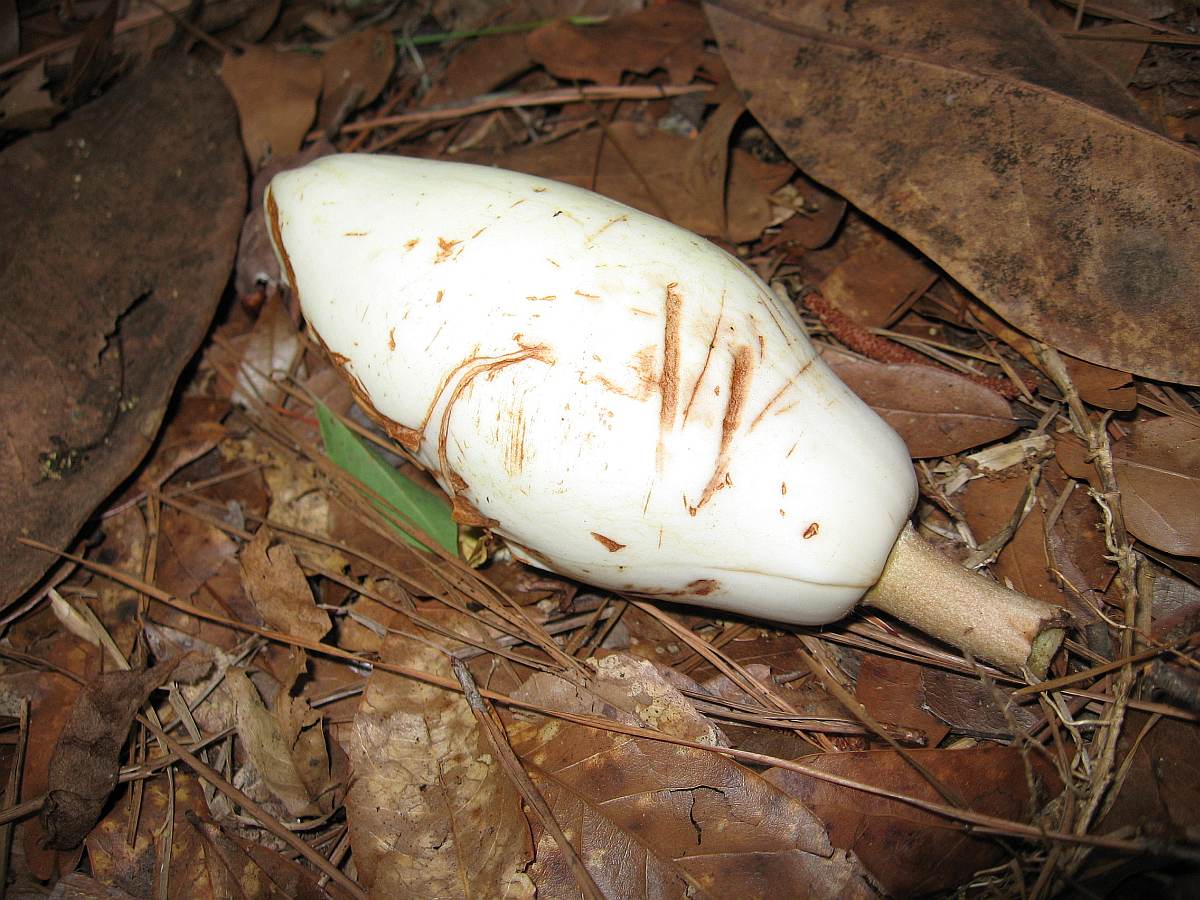 20 May 2009 - Magnolia bud fallen to forest floor