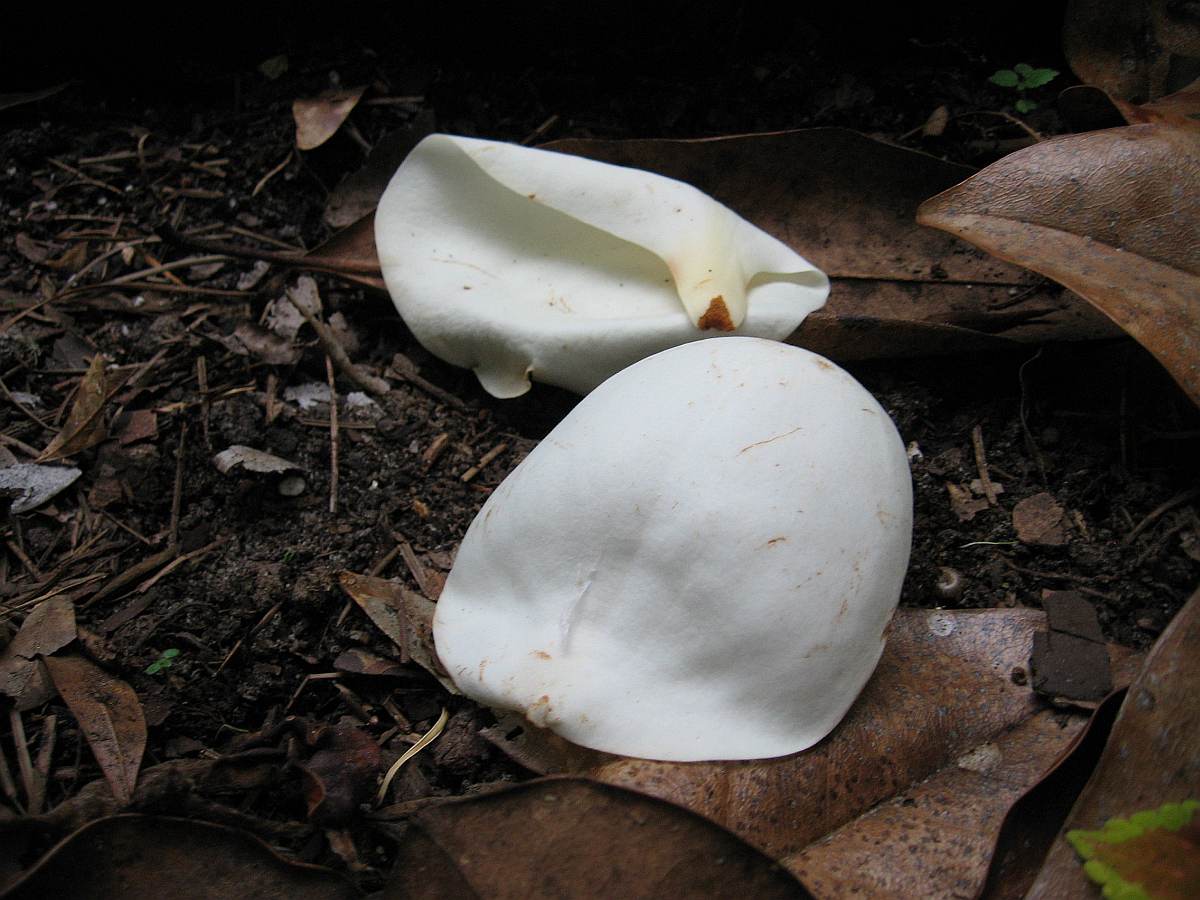 20 May 2009 - Magnolia petals