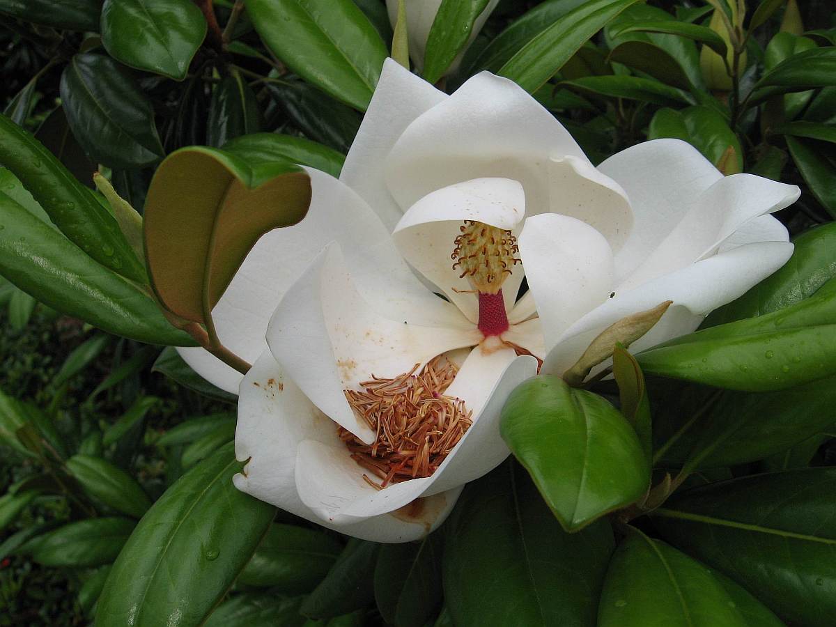 29 May 2009 - Photo of a small magnolia in town