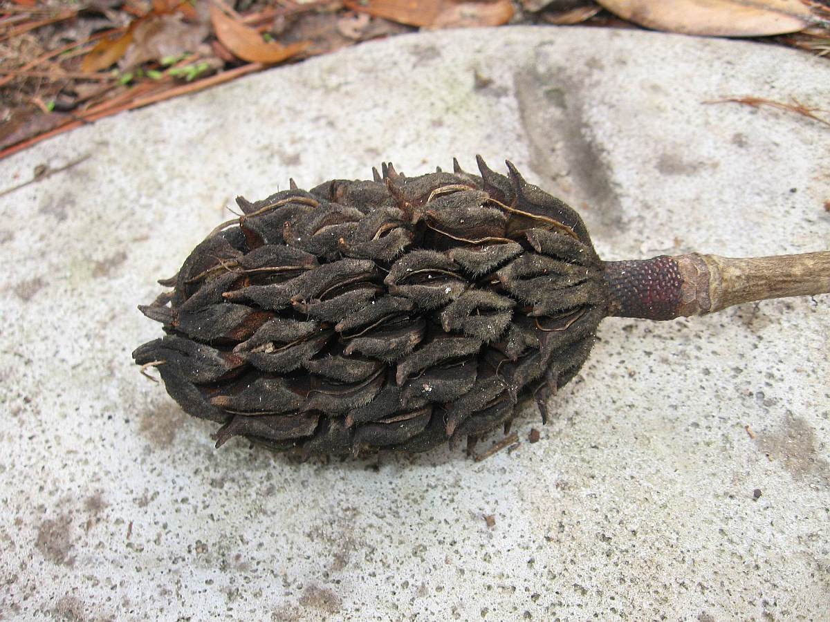 Seed Pod - The red seeds (see above) are eaten by wildlife.