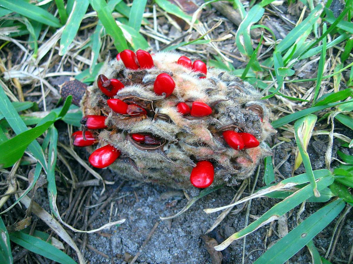 8 Sept. 2009: Seed pods full of red berries drop onto the ground in Fall.