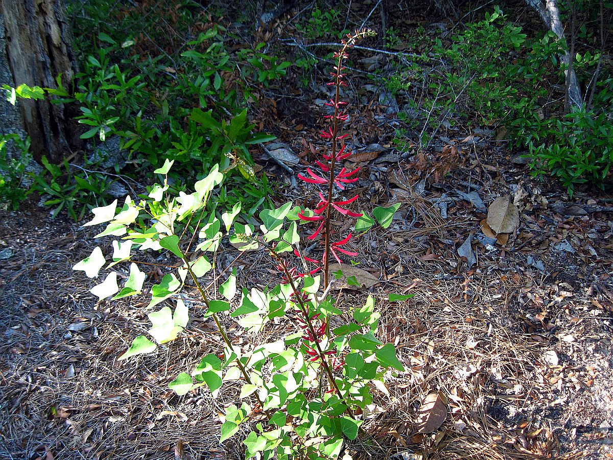 Cora Bean (Erythrina herbacea)