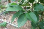 Amaryllis-1.html