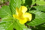 Zinnia-2.html