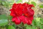 Geranium-2.html