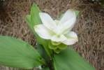 Zinnia-2.html