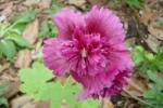 Hollyhock-1.html
