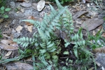 Japanese Painted Fern