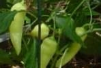 Peppers-1.html