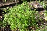 PrimroseJasmine-1.html
