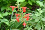 Red Texas Sage