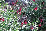 Autumn Sage, Salvia greggii
