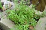 Hollyhock-1.html