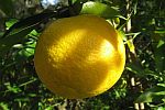 Tiwanica Lemon