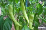 Peppers-1.html