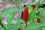 CherryTomato-1.html