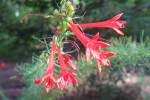 Hollyhock-1.html